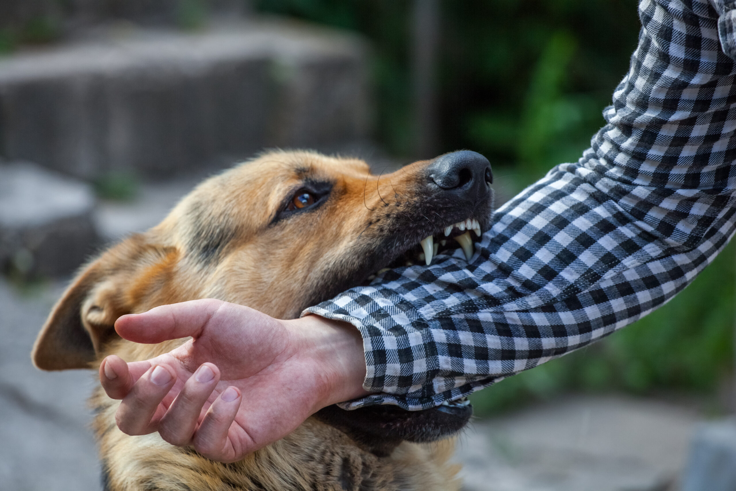Miami Dog Bites Lawyer