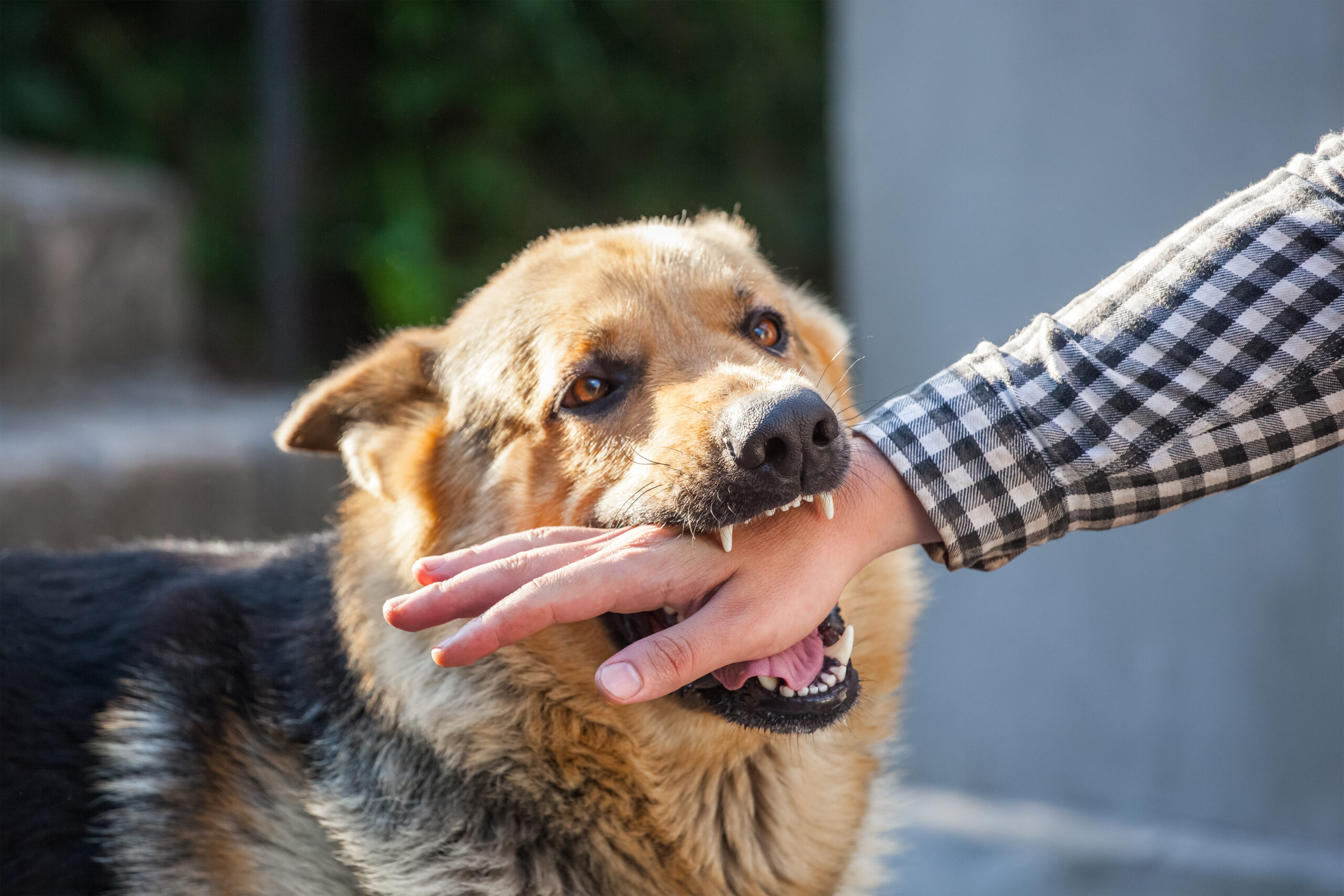 Miami Dog Bites Lawyer