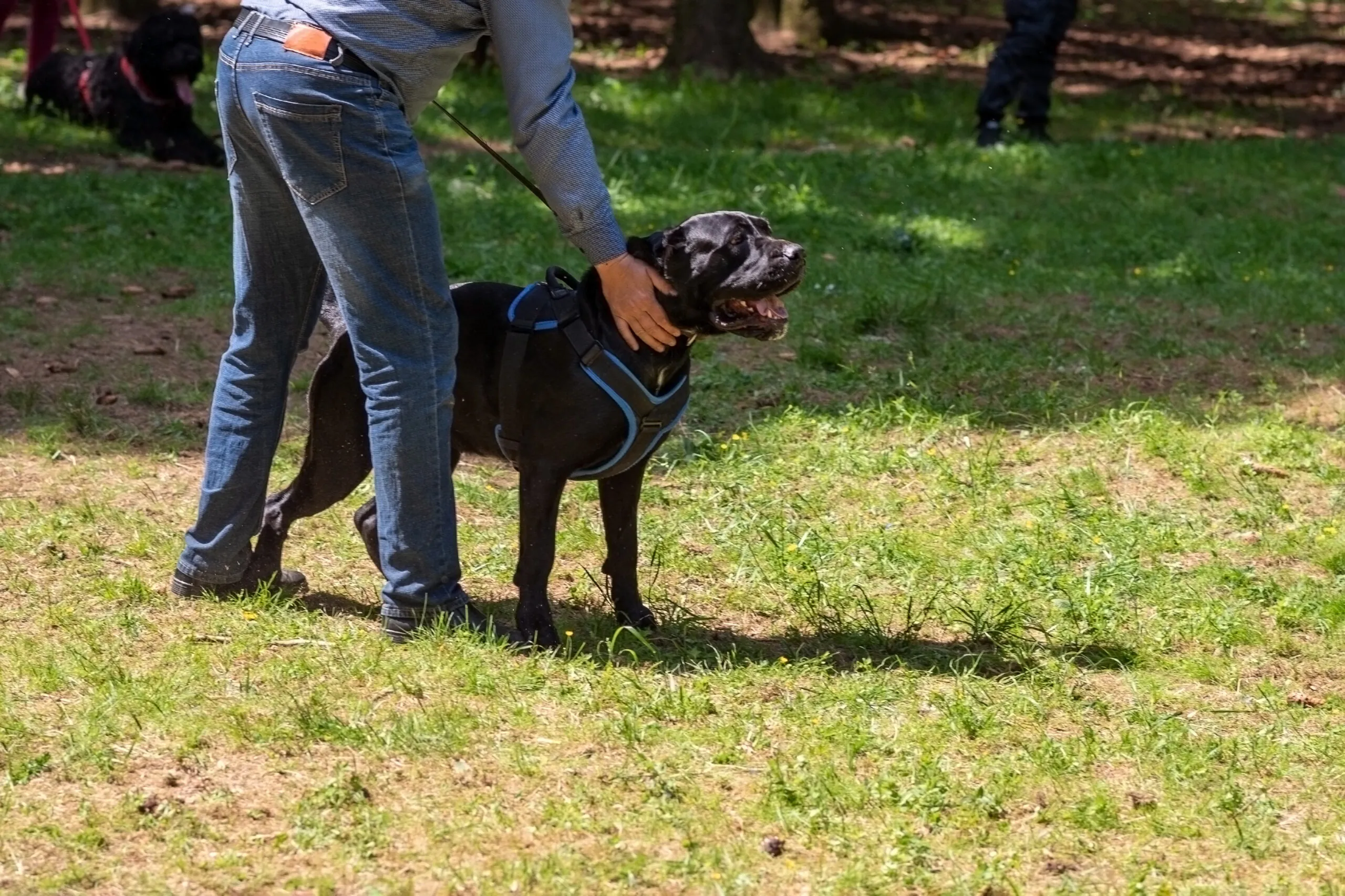 What Is Considered Dog Bite Provocation?