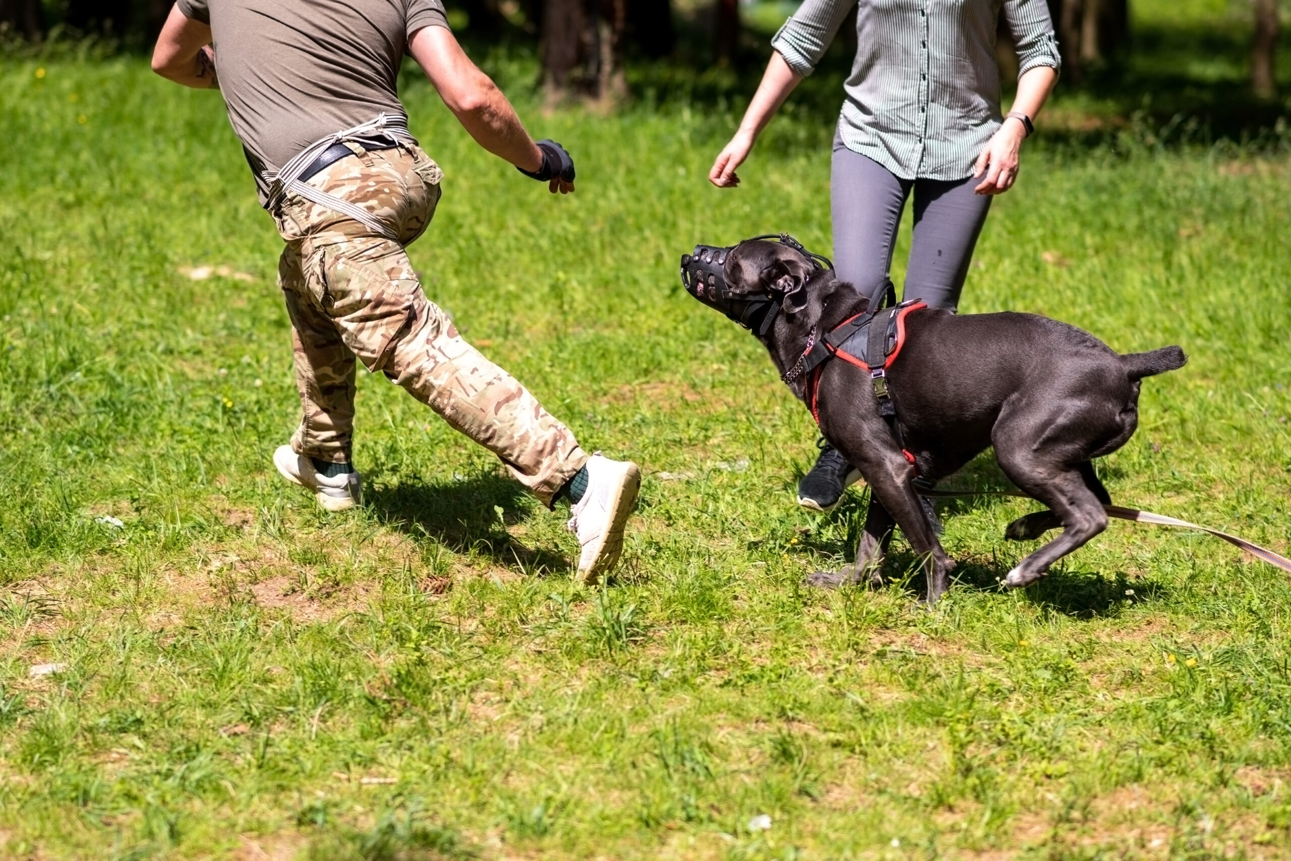 What Is Considered Dog Bite Provocation?